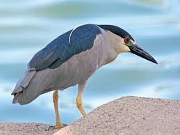 Image result for Nycticorax nycticorax