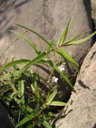 Attēlu rezultāti vaicājumam “Veronica scutellata leaf”