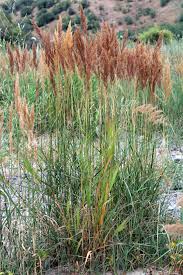 Attēlu rezultāti vaicājumam “Calamagrostis epigeios”