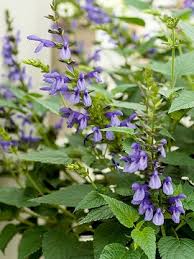 Attēlu rezultāti vaicājumam “Prunus domestica subsp. insitita”