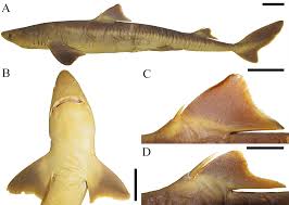 Image result for Squalus acanthias