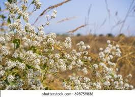 Attēlu rezultāti vaicājumam “Lepidium latifolium flower”