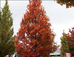 Attēlu rezultāti vaicājumam “Quercus robur Fastigiata”