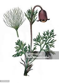 Attēlu rezultāti vaicājumam “Pulsatilla pratensis fruit”