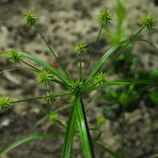 Attēlu rezultāti vaicājumam “Cyperaceae”