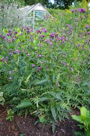 Attēlu rezultāti vaicājumam “Serratula tinctoria flower”