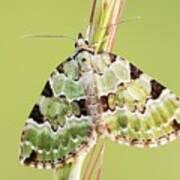 Attēlu rezultāti vaicājumam “Colostygia pectinataria male”