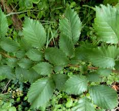 Attēlu rezultāti vaicājumam “Ulmus x hollandica”