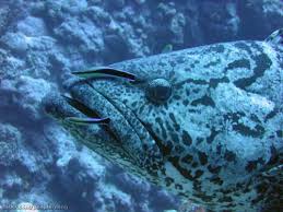 Image result for Epinephelus tukula