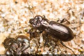 Attēlu rezultāti vaicājumam “Notiophilus germinyi”