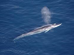 Image result for Balaenoptera bonaerensis