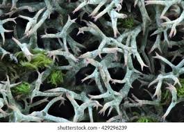 Attēlu rezultāti vaicājumam “Mucronella bresadolae”