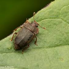 Attēlu rezultāti vaicājumam “Anisotoma humeralis”