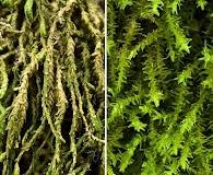 Attēlu rezultāti vaicājumam “Anomodon viticulosus”