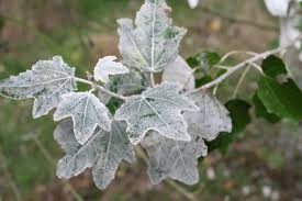 Attēlu rezultāti vaicājumam “Populus alba”