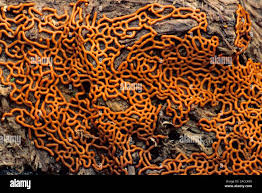 Attēlu rezultāti vaicājumam “Hemitrichia serpula”