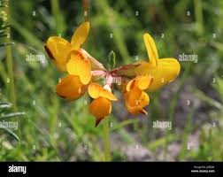 Attēlu rezultāti vaicājumam “Lotus corniculatus flower”