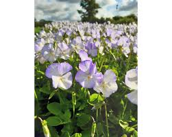 Attēlu rezultāti vaicājumam “Viola x williamsii”