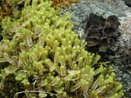 Attēlu rezultāti vaicājumam “Barbilophozia lycopodioides”