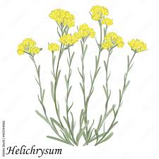 Attēlu rezultāti vaicājumam “Helichrysum arenarium flower”