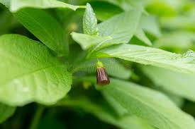 Attēlu rezultāti vaicājumam “Scopolia carniolica leaf”