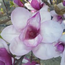 Attēlu rezultāti vaicājumam “Magnolia x soulangeana”