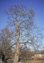Attēlu rezultāti vaicājumam “Catalpa”