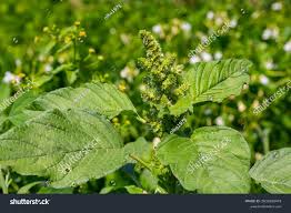 Attēlu rezultāti vaicājumam “Amaranthus retroflexus”