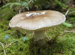 Attēlu rezultāti vaicājumam “Amanita”