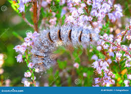 Attēlu rezultāti vaicājumam “Macrothylacia rubi larva”