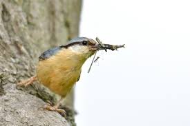 Attēlu rezultāti vaicājumam “Sitta europaea male”