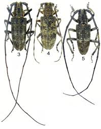 Attēlu rezultāti vaicājumam “Monochamus galloprovincialis”