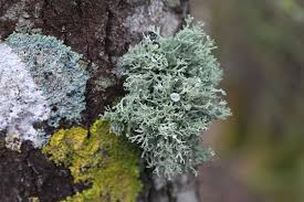 Attēlu rezultāti vaicājumam “Ramalina fastigiata”