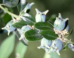 Attēlu rezultāti vaicājumam “Buxus sempervirens flower”