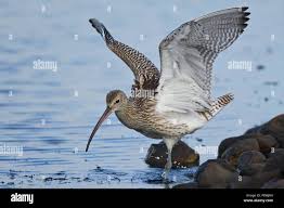 Attēlu rezultāti vaicājumam “Numenius arquata adult”