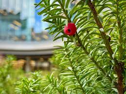 Attēlu rezultāti vaicājumam “Taxus”