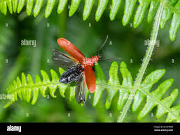 Attēlu rezultāti vaicājumam “Pyrochroidae”