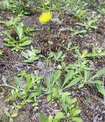 Attēlu rezultāti vaicājumam “Pilosella officinarum bud”