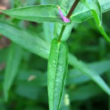 Attēlu rezultāti vaicājumam “Lythrum salicaria leaf”