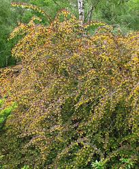 Attēlu rezultāti vaicājumam “Berberis thunbergii flower”