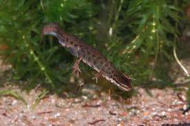 Attēlu rezultāti vaicājumam “Triturus vulgaris male”