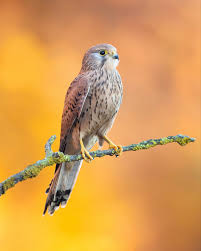 Attēlu rezultāti vaicājumam “Falco tinnunculus”