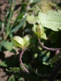 Attēlu rezultāti vaicājumam “Veronica persica fruit”