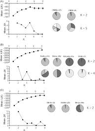 Attēlu rezultāti vaicājumam “Calliergon megalophyllum”