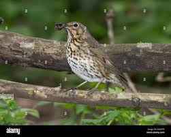 Attēlu rezultāti vaicājumam “Turdus philomelos adult”