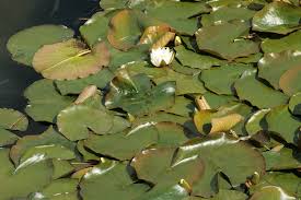 Attēlu rezultāti vaicājumam “Nymphaea alba leaf”