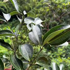 Attēlu rezultāti vaicājumam “Cinna latifolia leaf”
