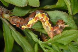 Attēlu rezultāti vaicājumam “Erannis defoliaria larva”