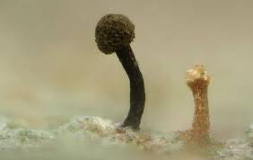 Attēlu rezultāti vaicājumam “Chaenotheca brunneola”