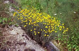 Image result for Anthemis tinctoria